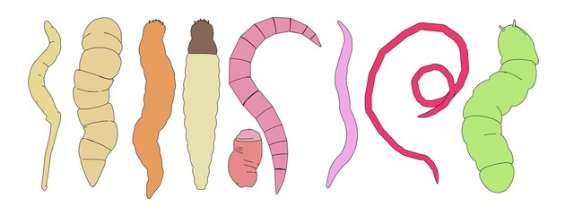 cartoon image of worm insects