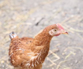 Red Chicken Head Close Up.