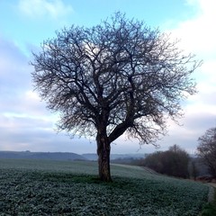 baum
