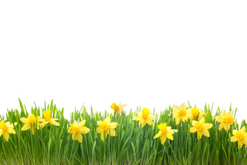 spring narcissus flowers in green grass - obrazy, fototapety, plakaty