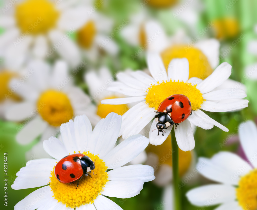 Wall mural two ladybugs