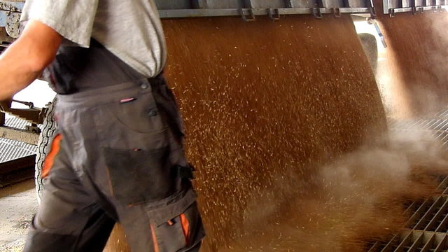 Farmer unloading wheat grain in a silo, slow motion