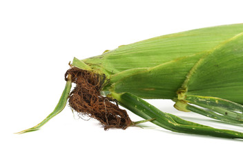Closed corn cob.