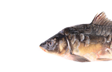 Fresh carp close up.