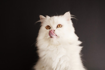 Fototapeta premium Cat licking its mouth
