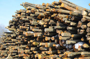 Background of firewood stacked