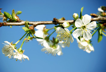 Cherry blossom before blue sky