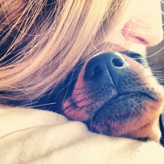Sleeping Dog