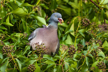 Wood Pigeon (Columba palumbus)