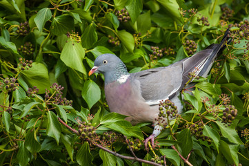 Wood Pigeon (Columba palumbus)