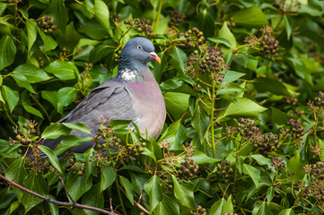 Wood Pigeon (Columba palumbus)