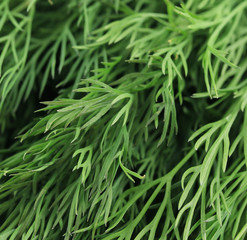 Texture of fresh dill herb close up.