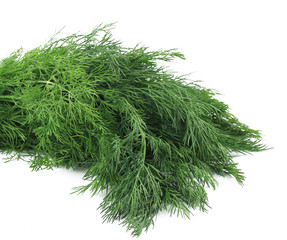 Bunch fresh dill herb.