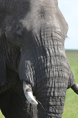 gros plan sur la t&ecirc;te