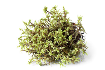 Green moss (Pleurozium schreberi)