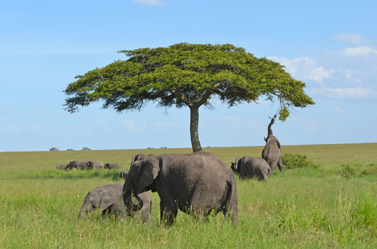 troupeau de pachydermes