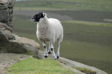 Naklejka premium A Black Faced Sheep Standing on a Rocky Outcrop.