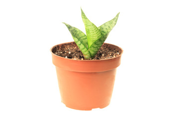 Sansevieria in pot