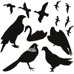 birds vector