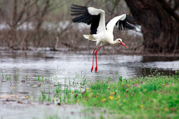 Stork in wildness