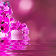 Fototapeta na wymiar floral background with orchids open reflection in water