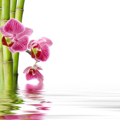 orchid flower in closeup with reflection in water