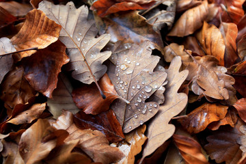 Autumn leaves - close up