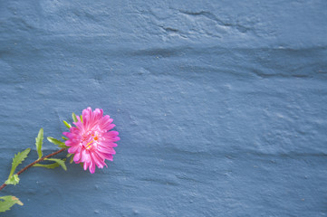 A Pink Aster