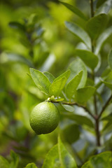 green lemon and leaf in thailand