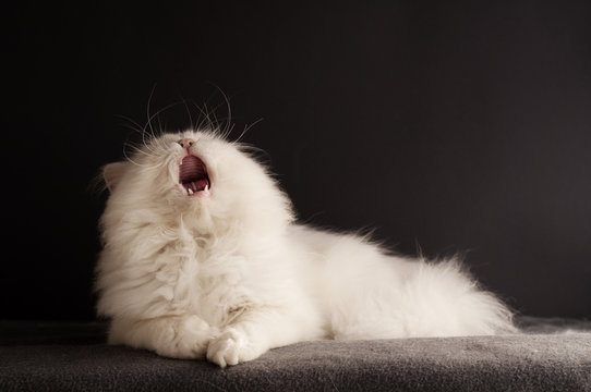 Cat Yawning