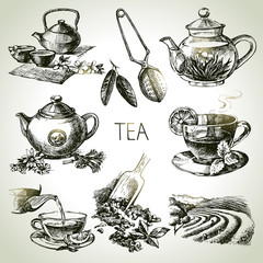 Fototapety  Ręcznie rysowane szkic wektor zestaw herbaty