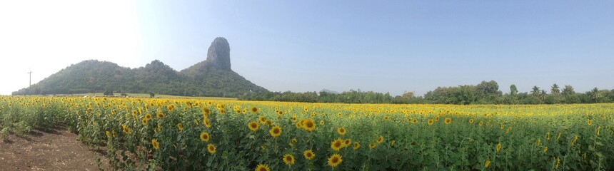 panorama sunflower 