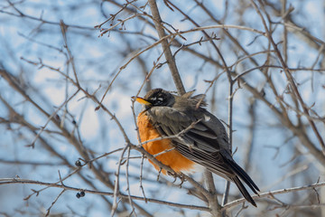 American Robin
