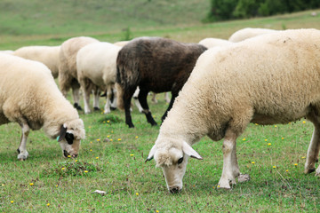 Obraz premium Sheep in the Field