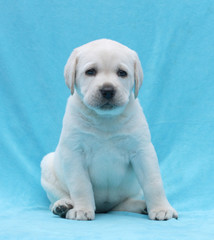happy yellow labrador puppy portrait close up