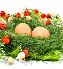 Fototapeta na wymiar Green nest with eggs