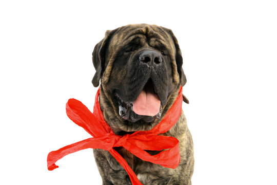 Mastiff angielski