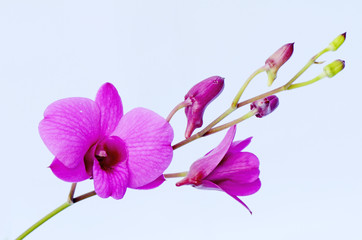 Naklejka na ściany i meble Purple Dendrobrium orchids.