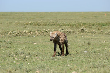 chien sauvage d'afrique
