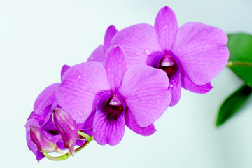Purple Dendrobrium orchids.