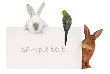 Rabbit and budgie