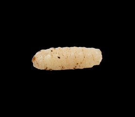 maggot on a black background