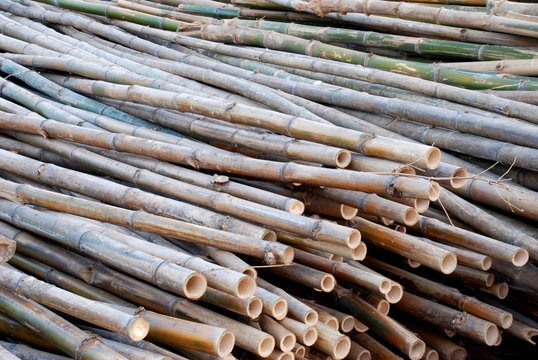 Bamboo sticks raw material for constructions  of Asian 