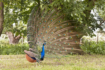 Obraz premium Pfau, peacock