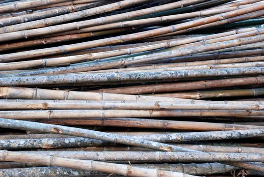 Bamboo sticks raw material for constructions  of Asian   