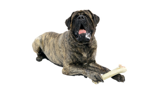 Mastiff angielski