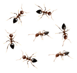 military detachment of ants on a white background. macro