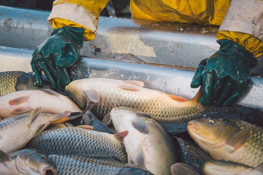 Fisherman At Work/fishing Industry