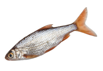 fish on a white background