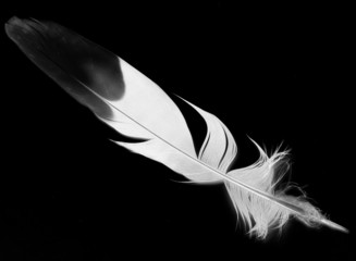 feather on a black background